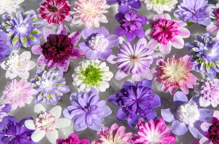 Hepatica Staudengärtnerei Peters die bunte Vielfalt