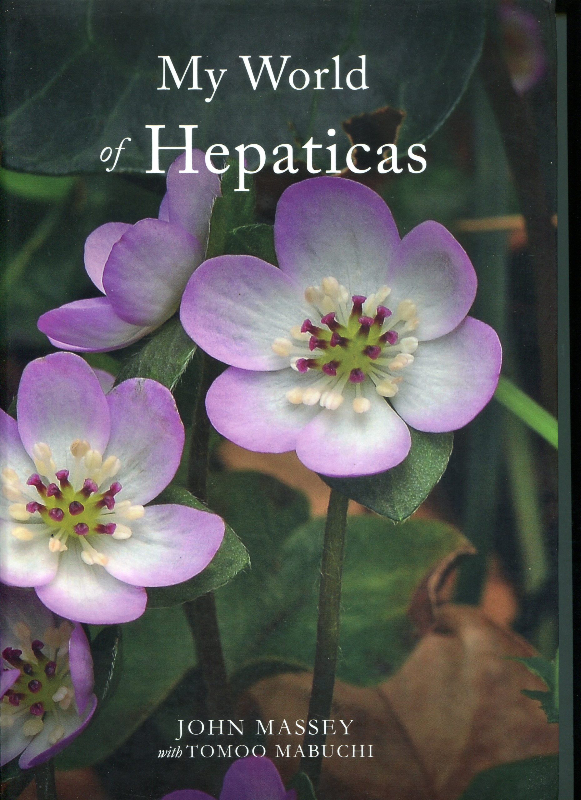 Buch My World of Hepatica