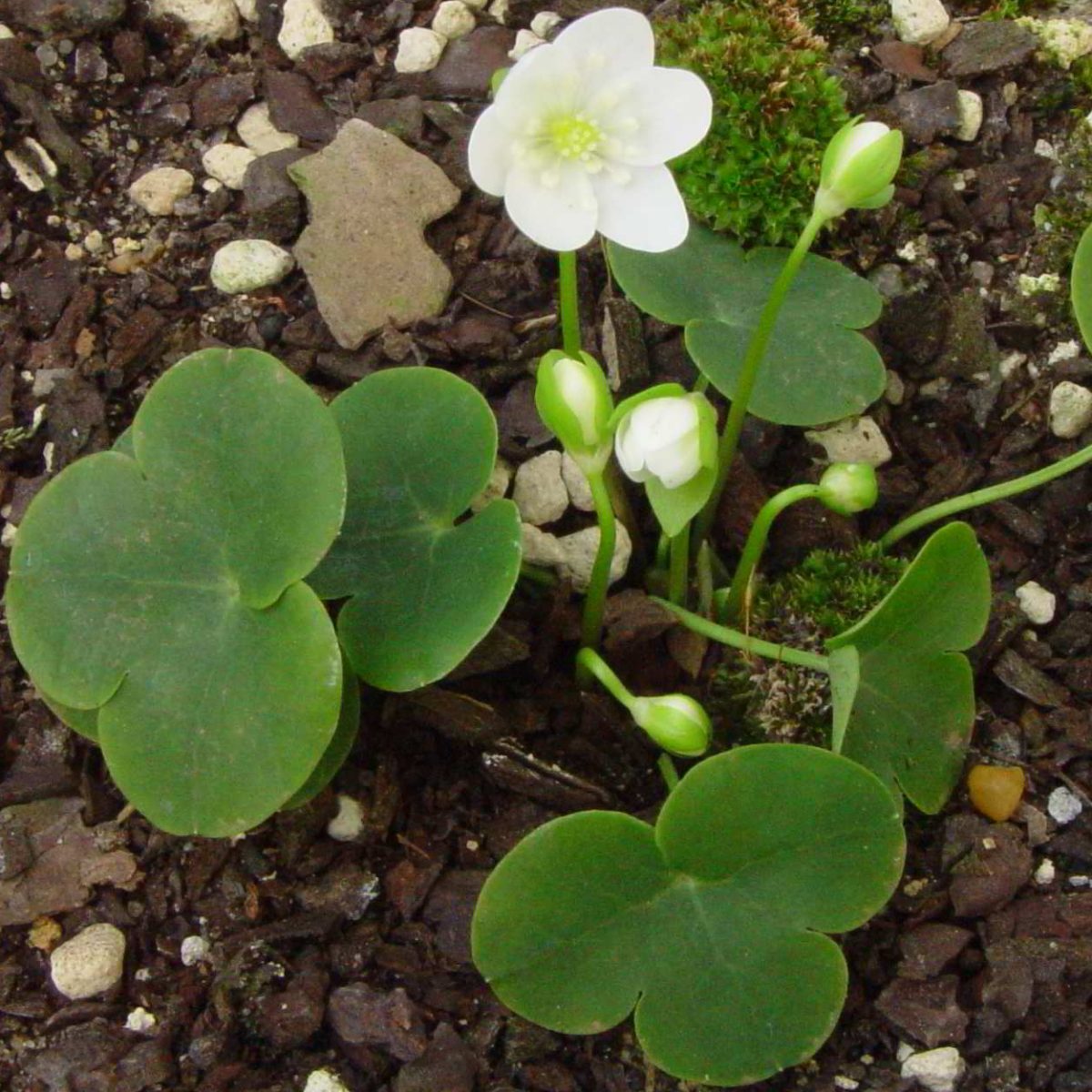 Hepatica nobilis var. glabrata Dwarf Form Hepatica Staudengärtnerei