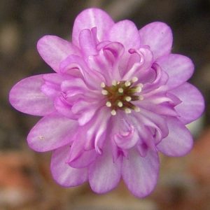 Hepatica japonica var. magna Heiwa