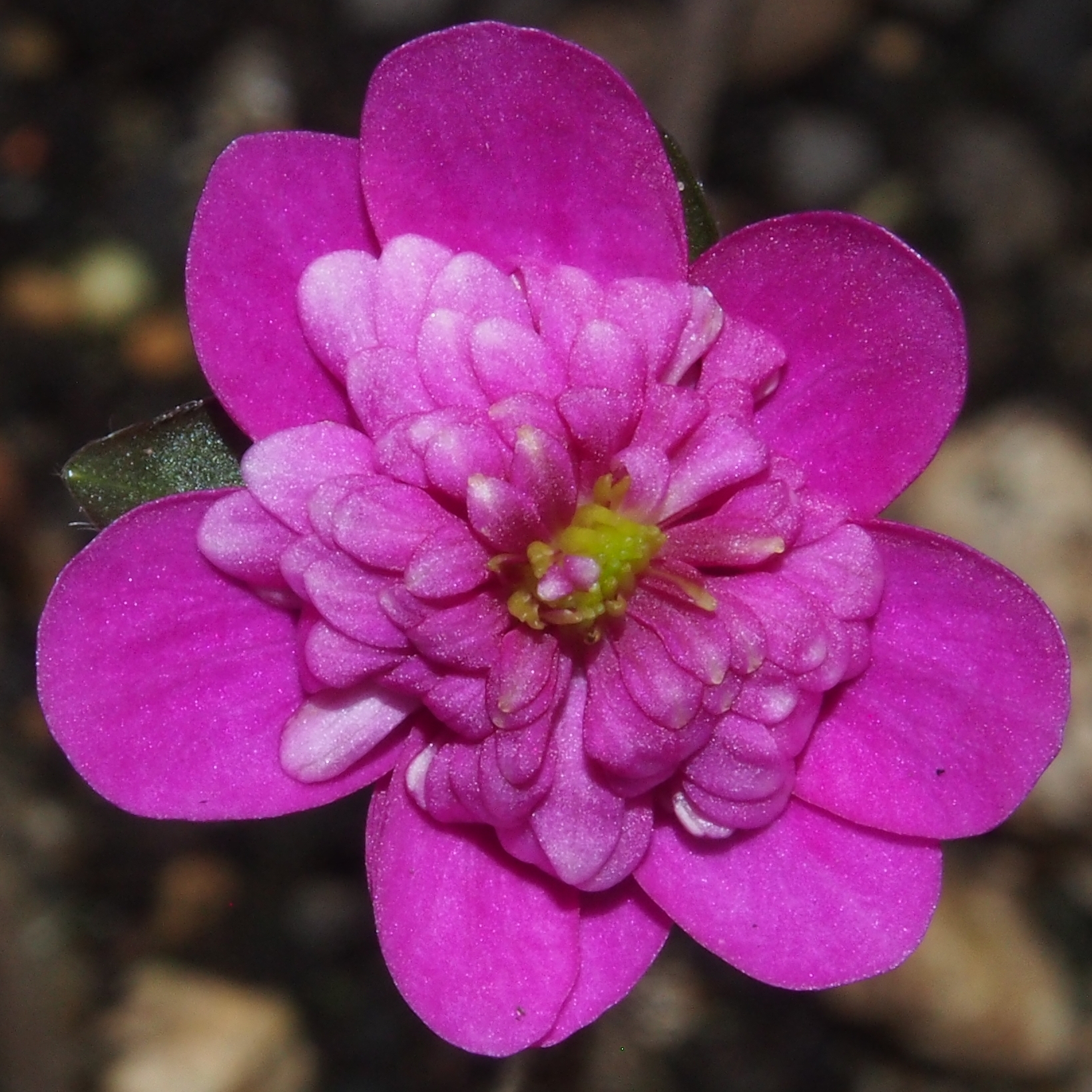 Hepatica japonica var. magna Red Nidan