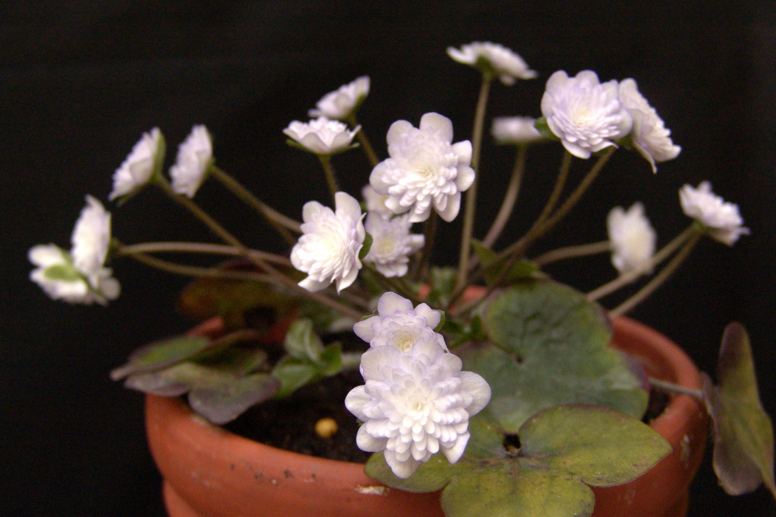 Hepatica japonica var. magna Matsukaze