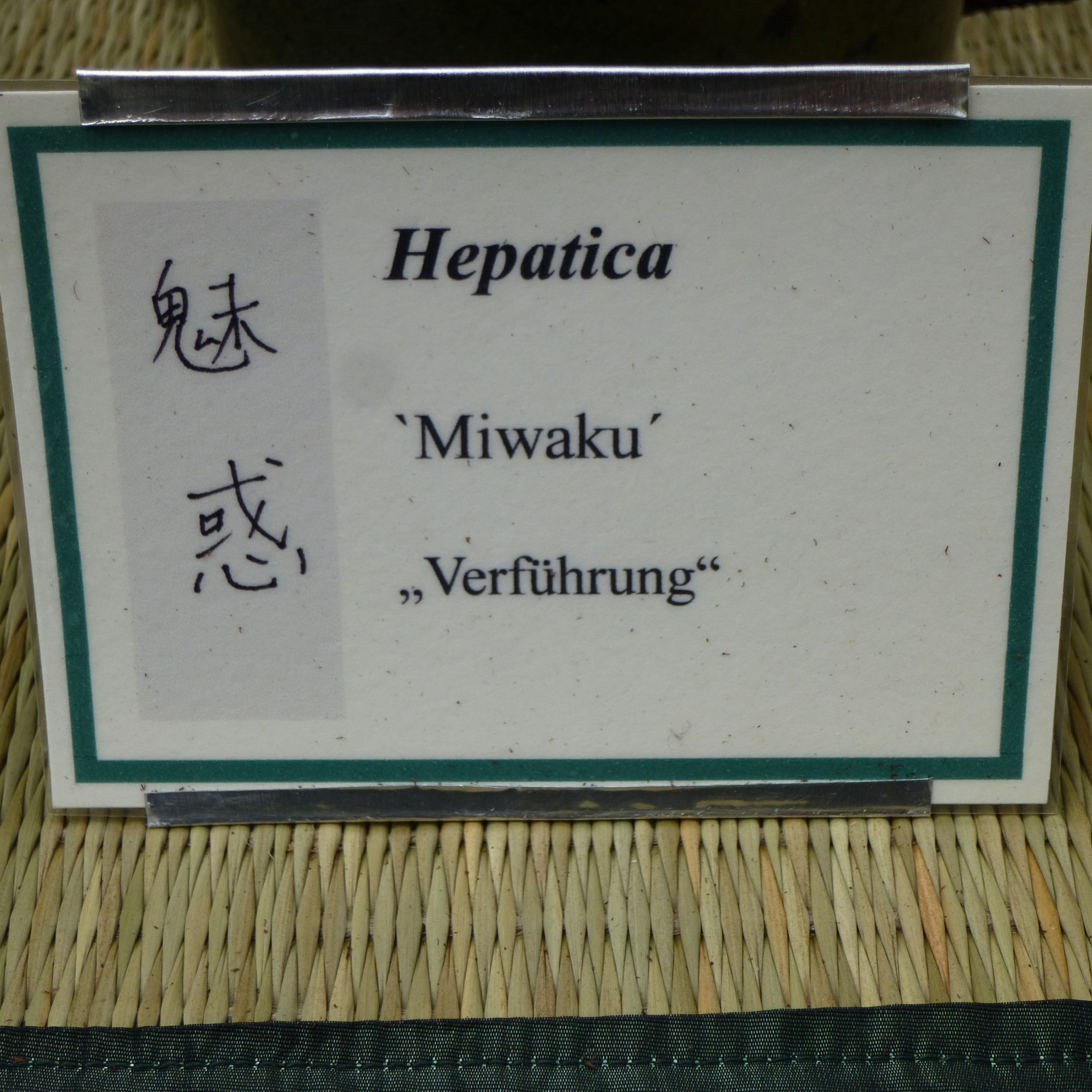 Hepatica japonica var. magna Miwaku