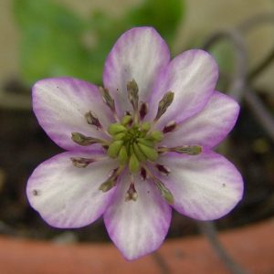 Hepatica japonica var. magna Murasaki Tenryu