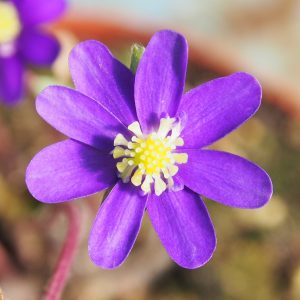 Hepatica japonica var. magna Kaburaa Kabura