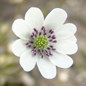 Hepatica japonica var. magna Hakuju II