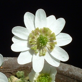 Hepatica japonica var. magna Hakuyo