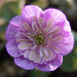 Hepatica japonica var. magna Hanayoi