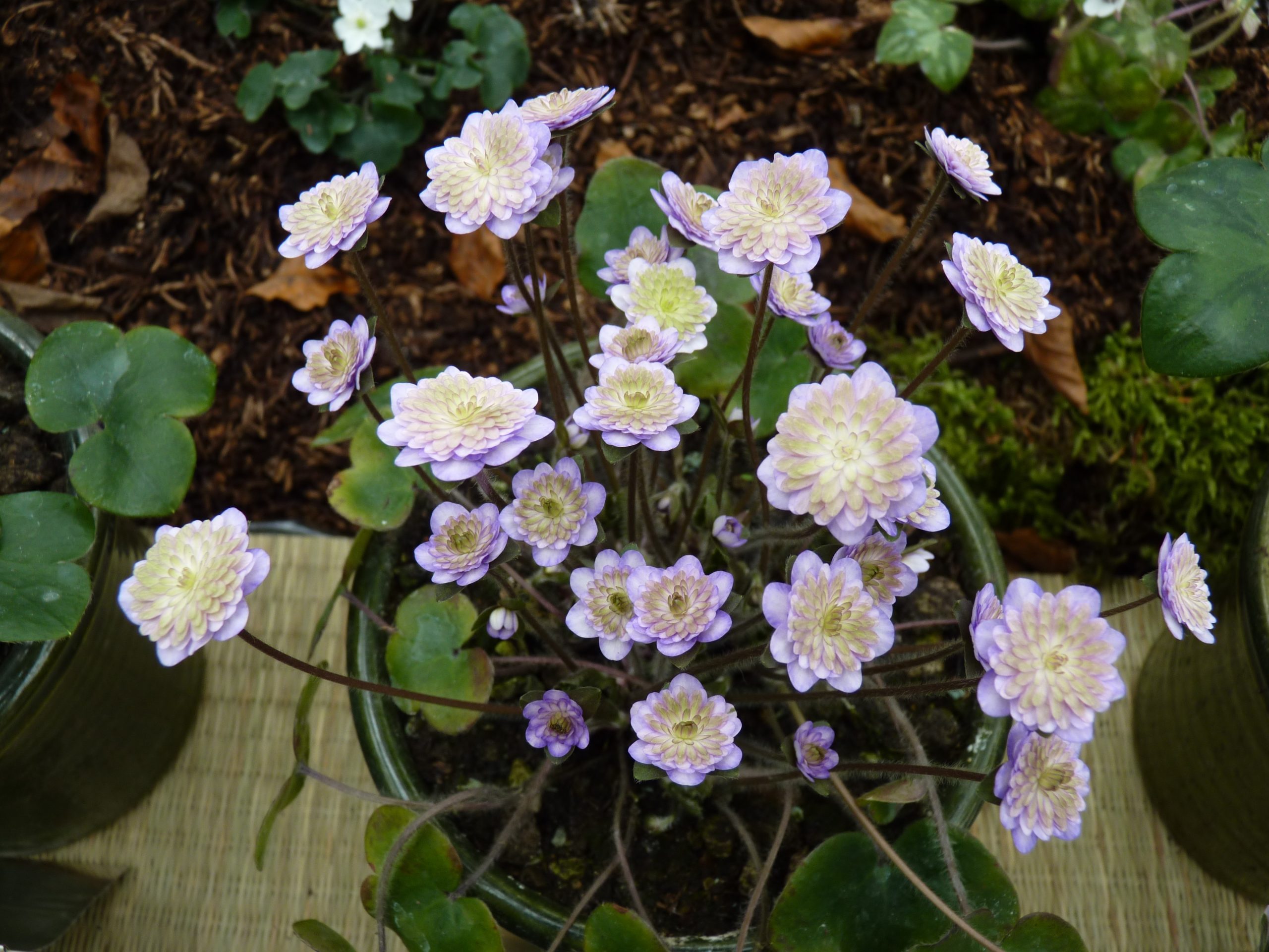 Hepatica japonica var. magna Haru ichiban