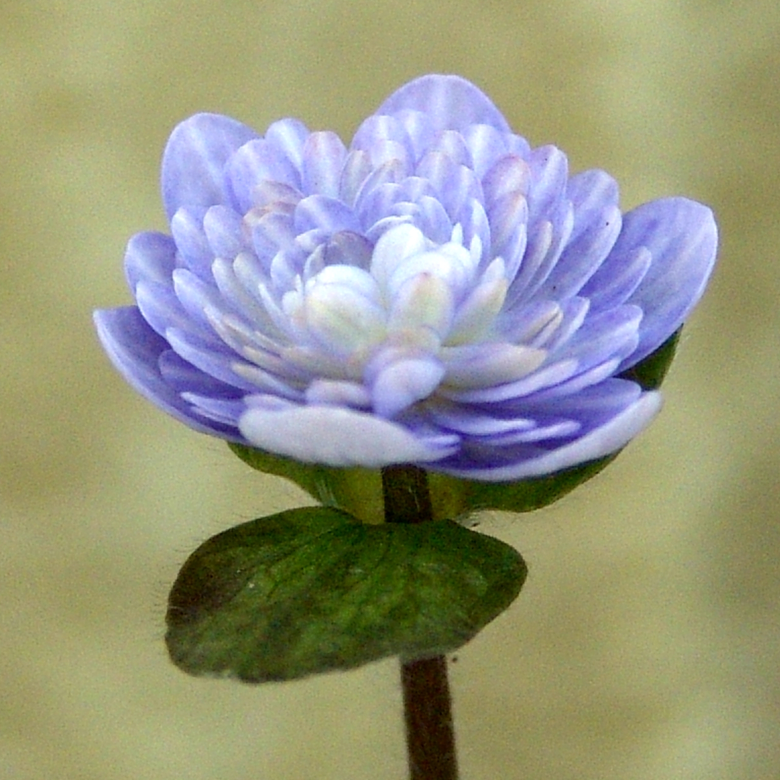 Hepatica japonica var. magna Haruno awayuki