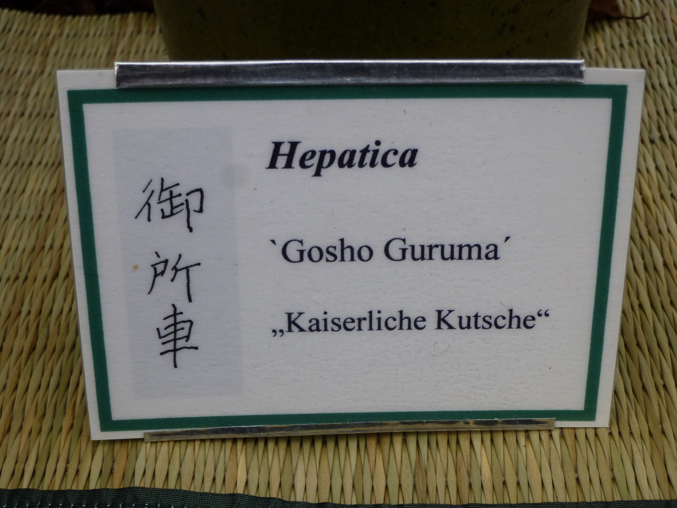 Hepatica japonica var. magna Gosho Guruma