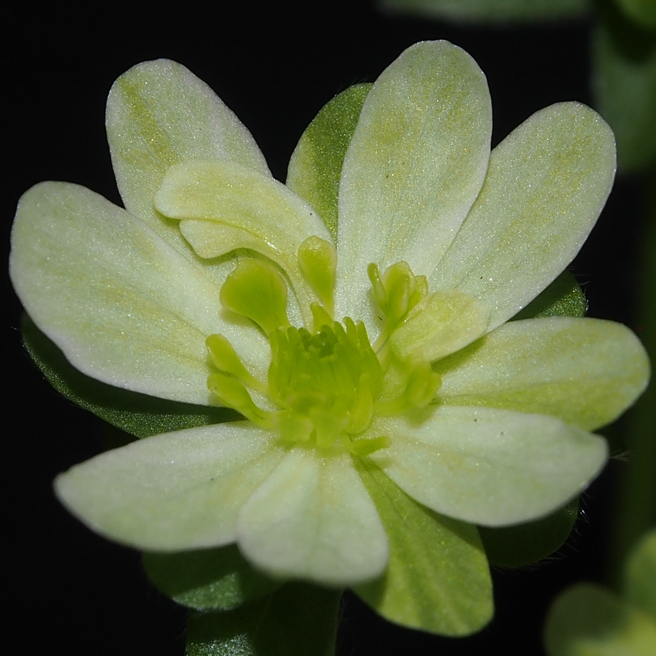 Hepatica japonica var. magna Green Typ II