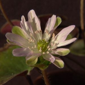 Hepatica japonica var. magna Grünfink JP