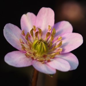 Hepatica japonica var. magna Kasuga I