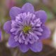 Hepatica japonica var. magna Nidan violett