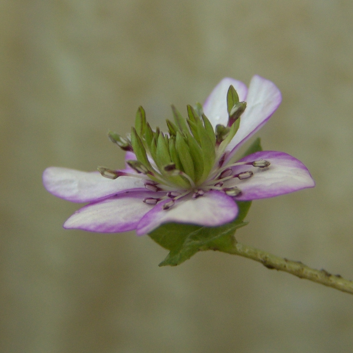 Hepatica japonica var. magna Murasaki Tenryu