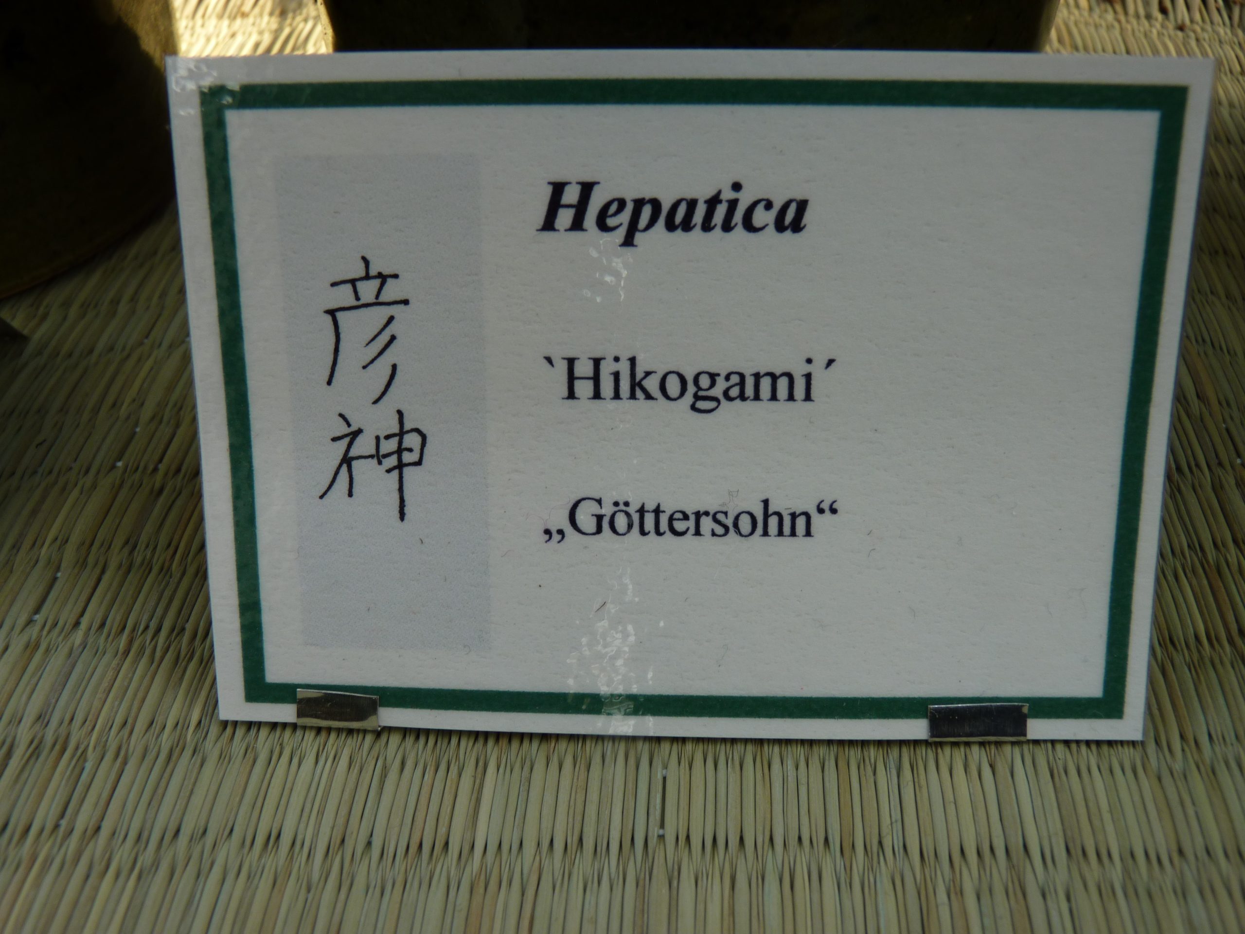 Hepatica japonica var. magna Hikogami