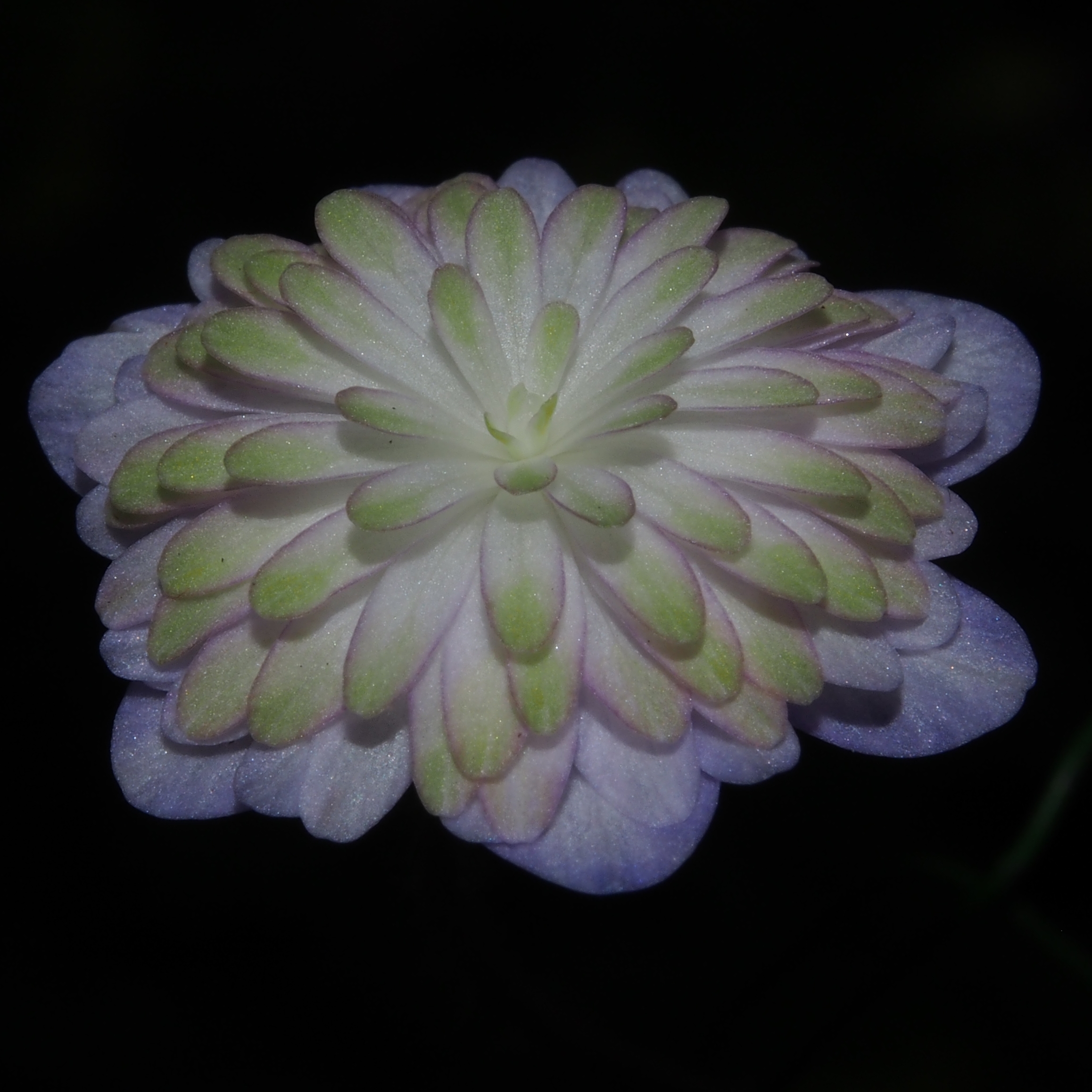 Hepatica japonica var. magna Haru ichiban