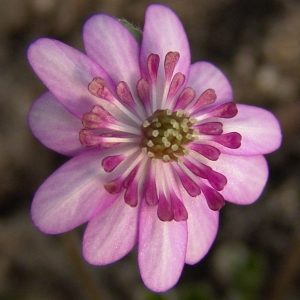 Hepatica japonica var. magna Ota