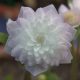 Hepatica japonica var. magna Neyagawa
