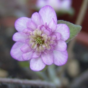 Hepatica japonica var. magna Pink Teigi