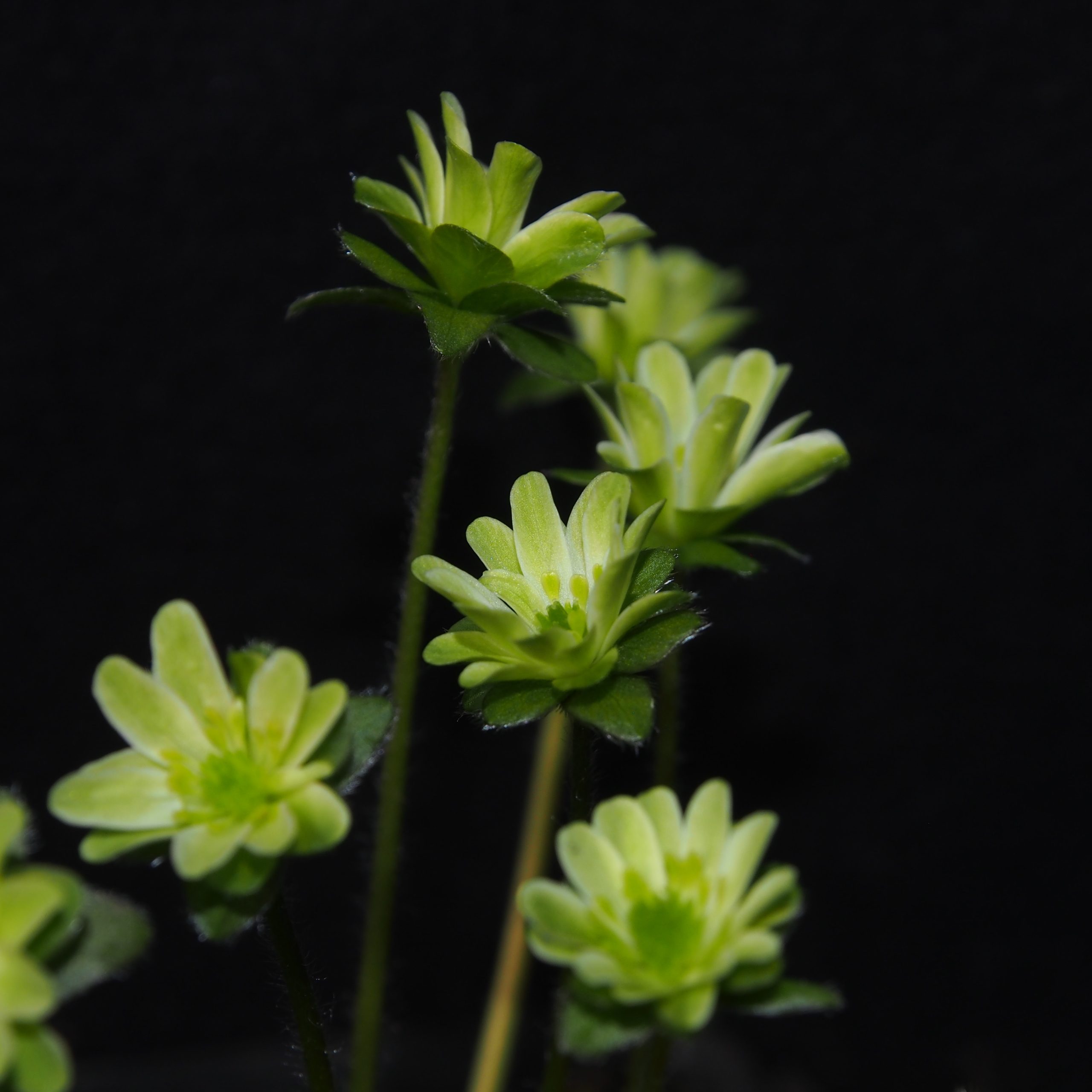 Hepatica japonica var. magna Green Typ