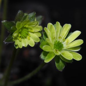 Hepatica japonica var. magna Green Typ