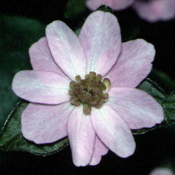 Hepatica japonica var. magna Grünspan JP