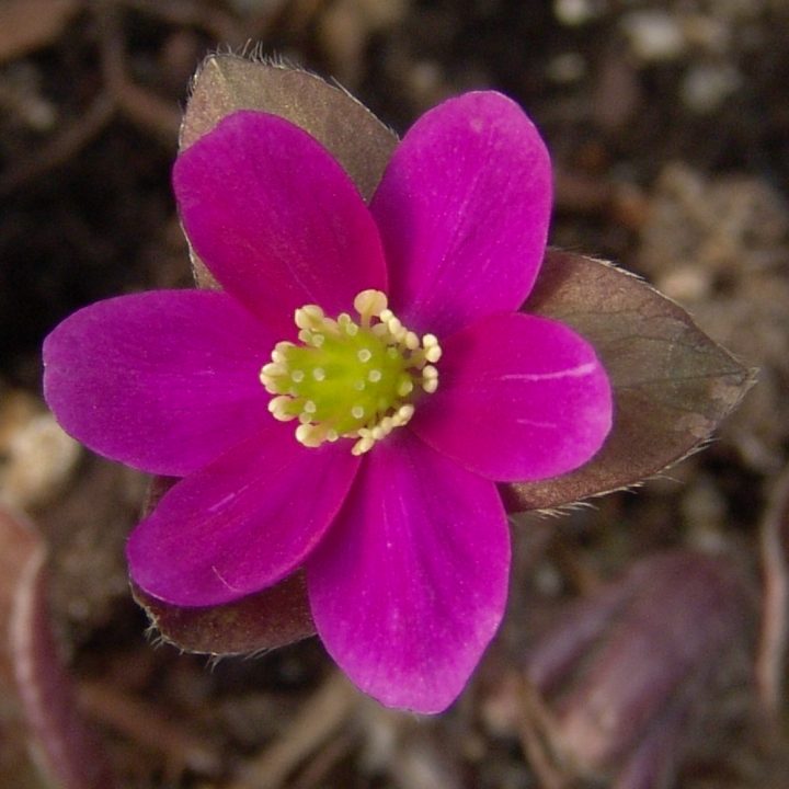 Hepatica japonica var. magna Gyousei I