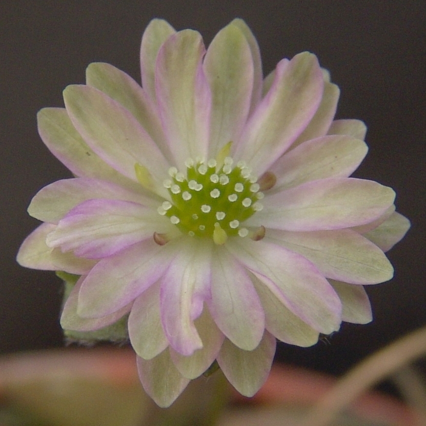 Hepatica japonica var. magna Hana-shiori
