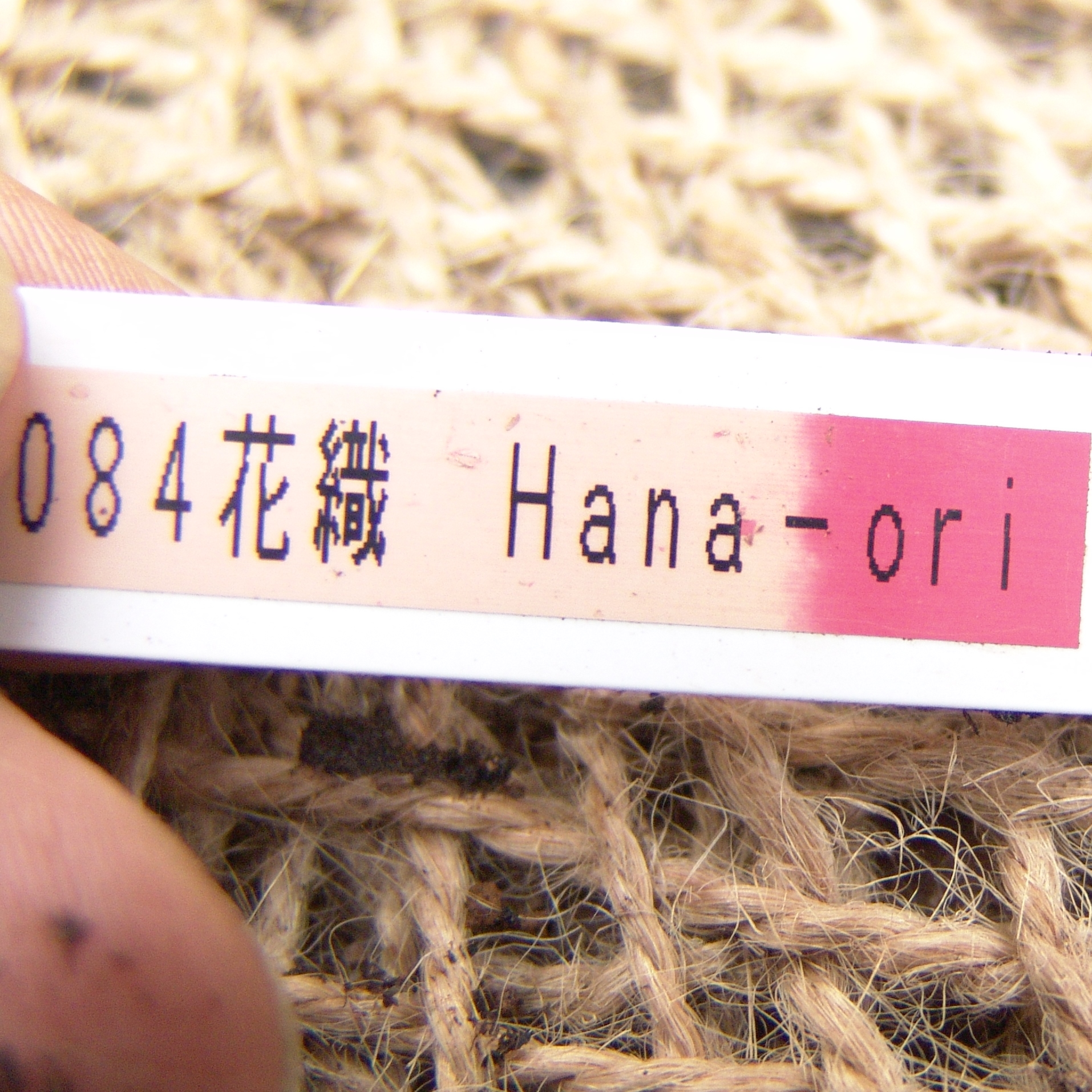 Hepatica japonica var. magna Hana-ori