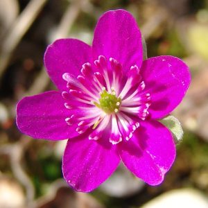 Hepatica japonica var. magna Hanabasya