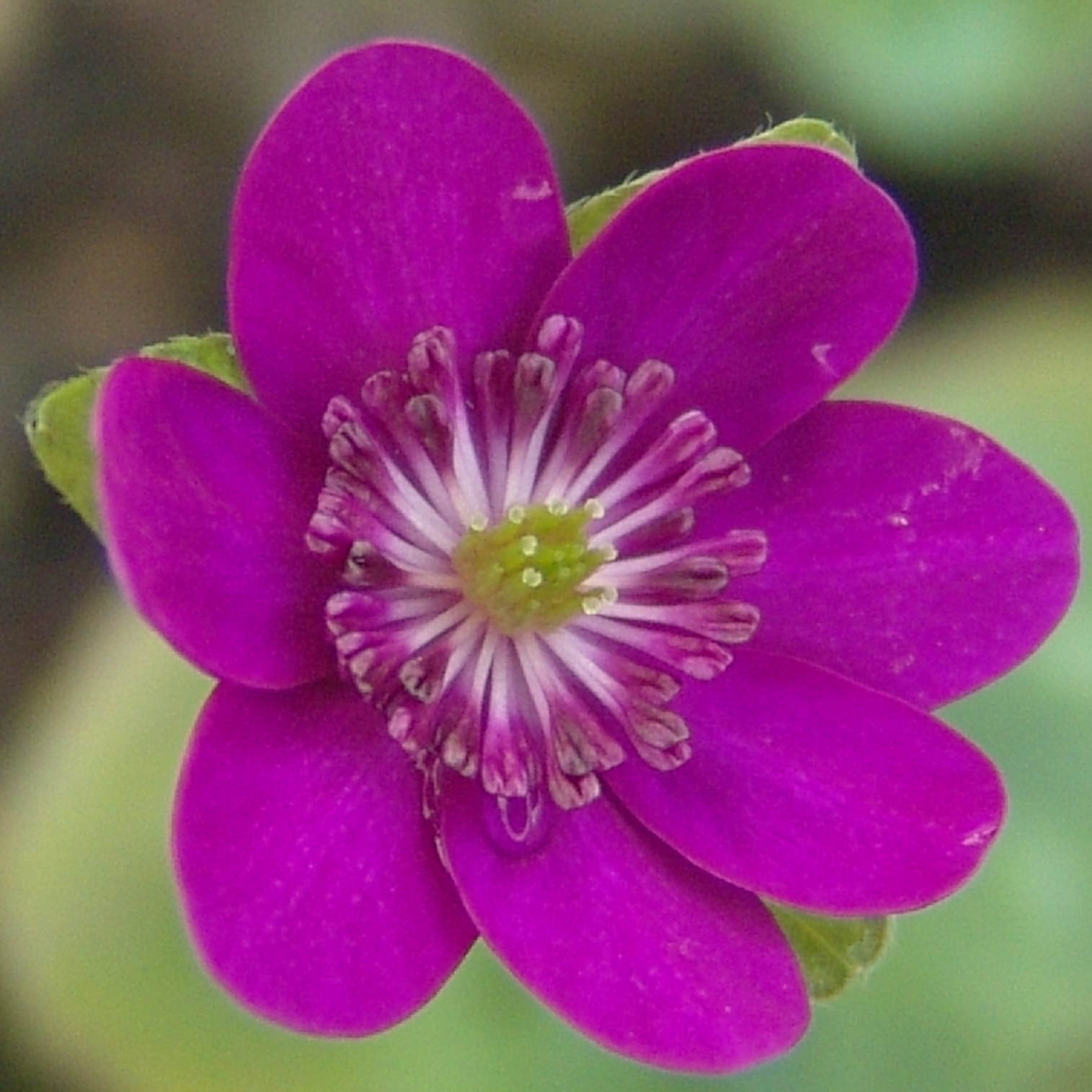 Hepatica japonica var. magna Hanabasya