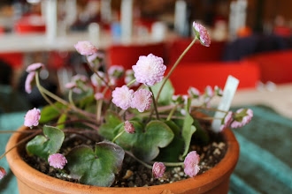 Hepatica japonica var. magna Hanahoma