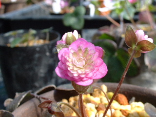 Hepatica japonica var. magna Hana-ori