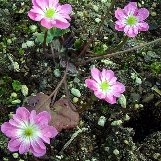 Hepatica japonica var. magna Haruno Shirabe