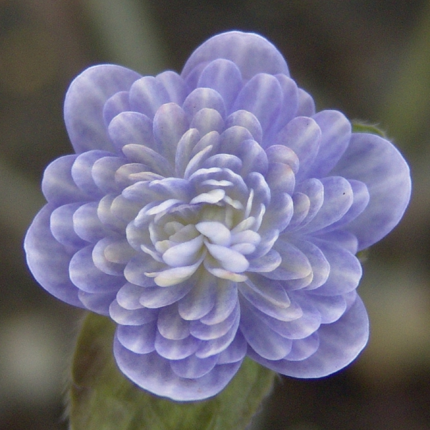 Hepatica japonica var. magna Haruno awayuki