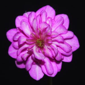 Hepatica japonica var. magna Hatsuhana