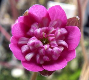 Hepatica japonica var. magna Hatsukoi GP