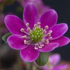 Hepatica japonica var. magna Hatsuzekku