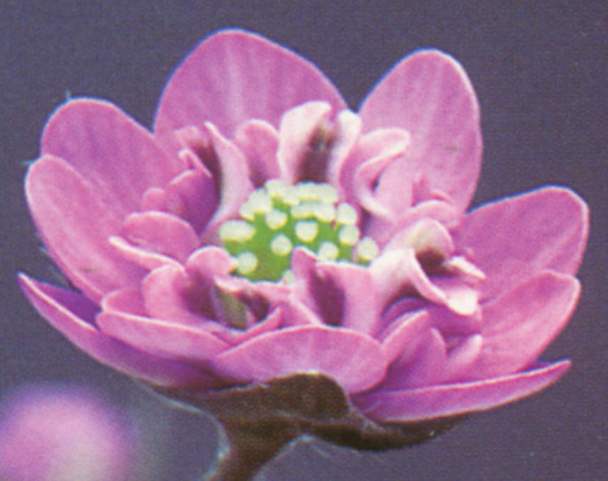 Hepatica japonica var. magna Heiwa