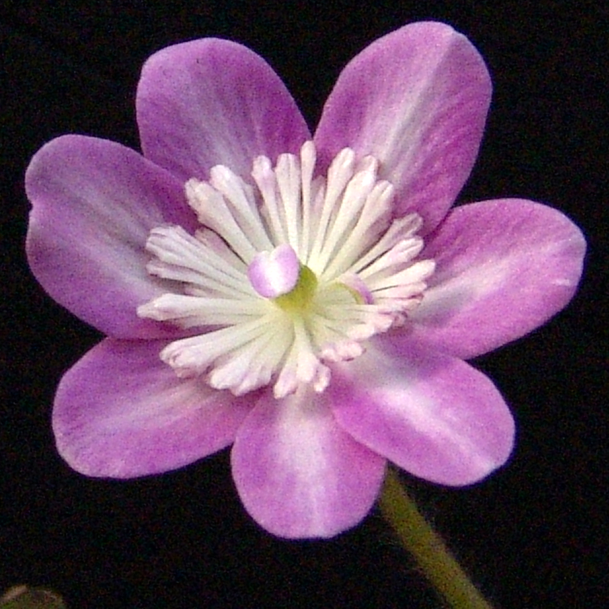 Hepatica japonica var. magna Hidamari