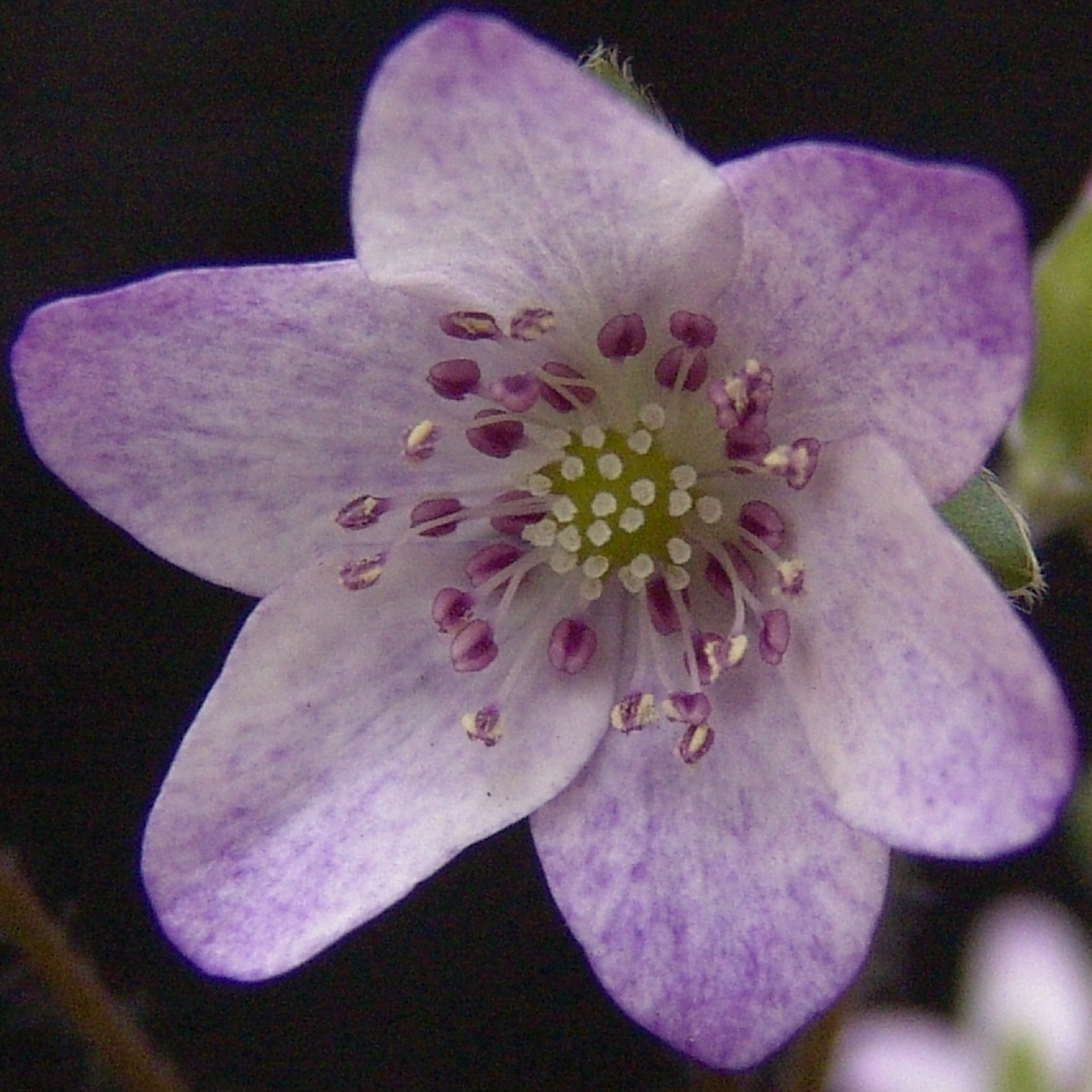 Hepatica japonica var. magna Izayoi