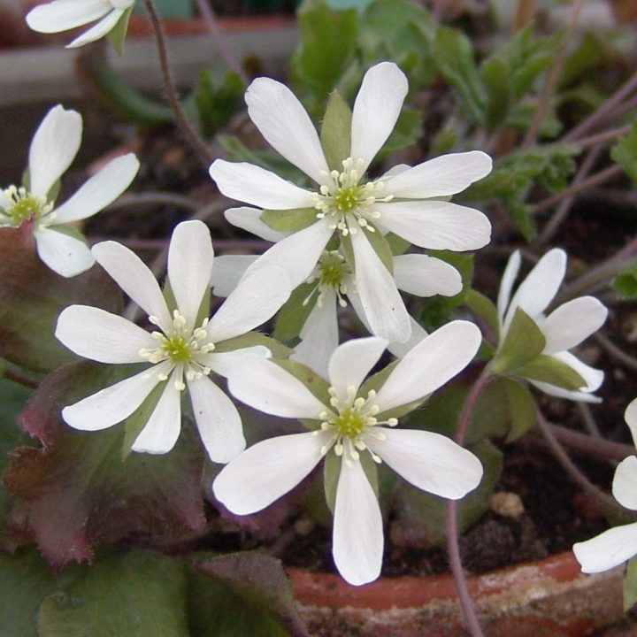 Hepatica japonica var. magna Kingyoba