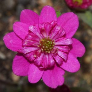 Hepatica japonica var. magna Kisho