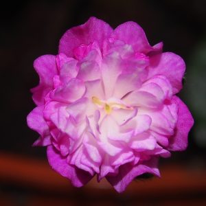 Hepatica japonica var. magna Kokoroyoi ongaku