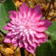 Hepatica japonica var. magna Maigoromo