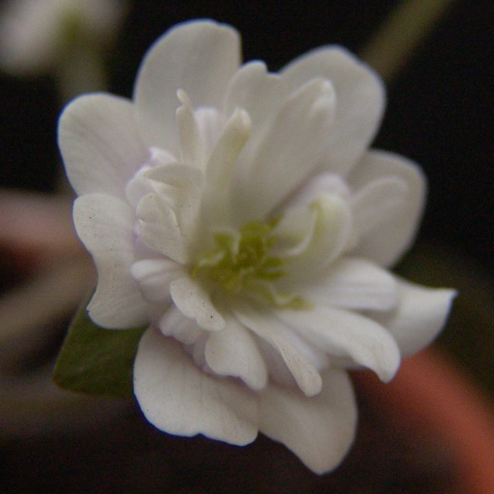 Hepatica japonica var. magna Maiken