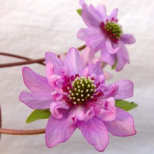 Hepatica japonica var. magna Maiko