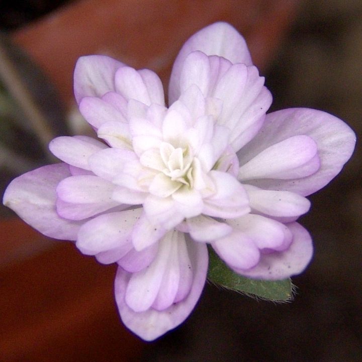 Hepatica japonica var. magna Moeharu Typ 2
